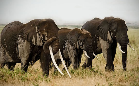 Amboseli Elephant Family